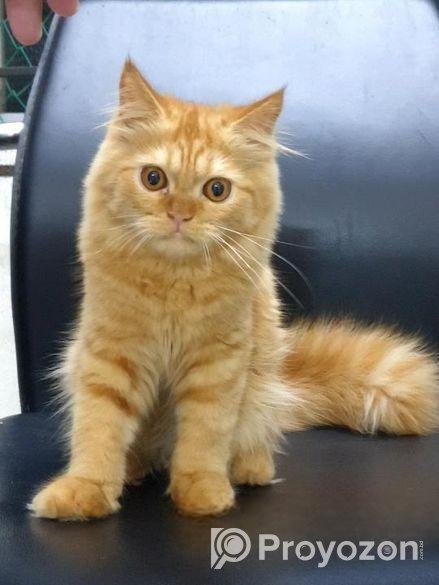 Traditional Persian Cat