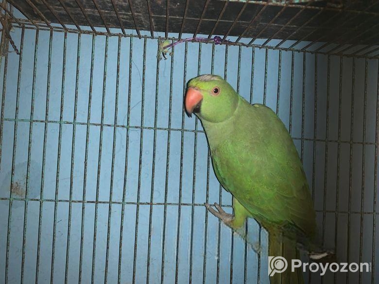 Indian Ring Neck