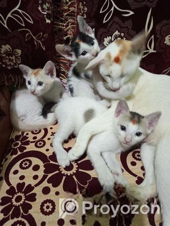বিড়াল এর বাচ্চা