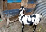 বিটল ক্রস ছাগল