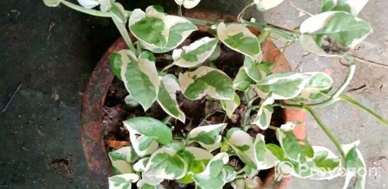 পট সহ পথস