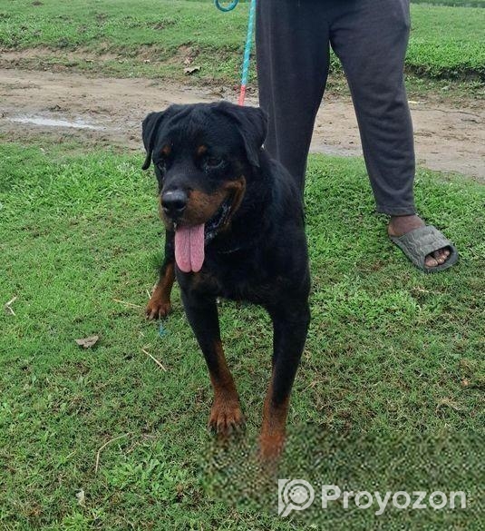 Rottweiler Male
