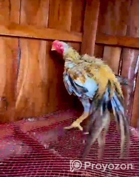 Parrot Morog