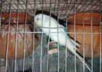 Bajigar Bird
