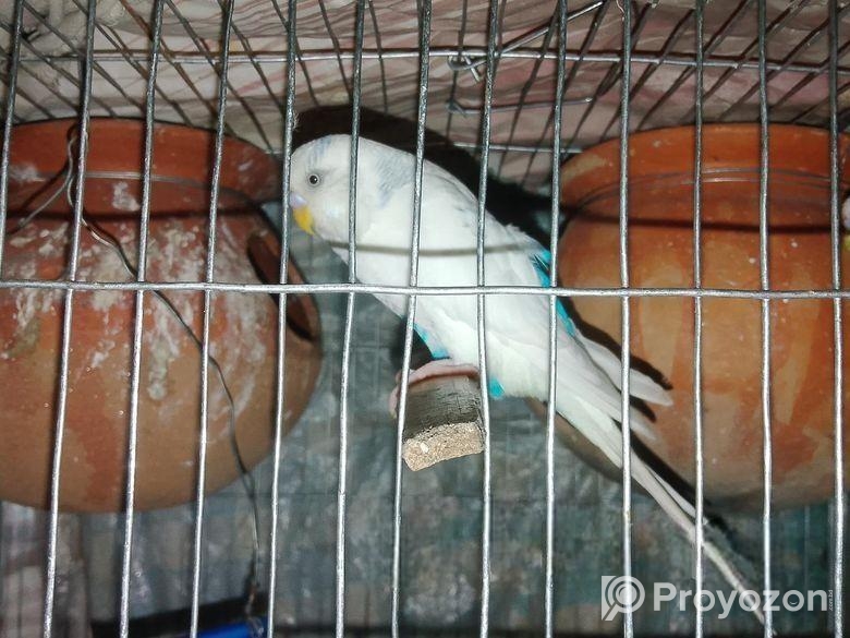 Bajigar Bird