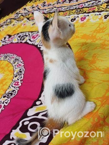 Female cat