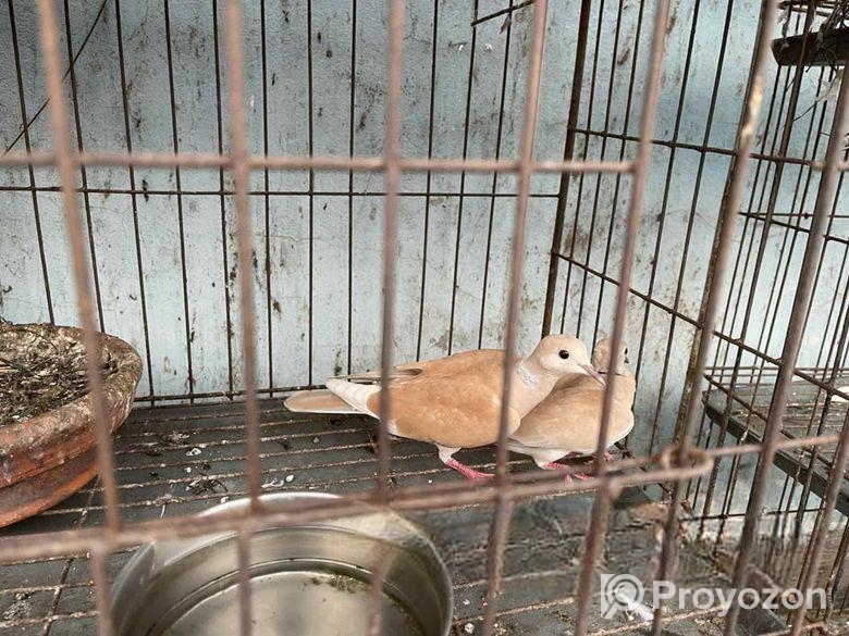 Australian Dove
