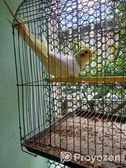 Kokatel Male