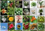 Buy Fruit, Forest & Indoor Plants Online in Bangla