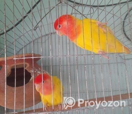 লাভ বার্ড ডিম সহএকজোড়া জাপানি বাজরিগার