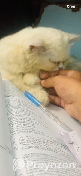 Parsian cat maIe