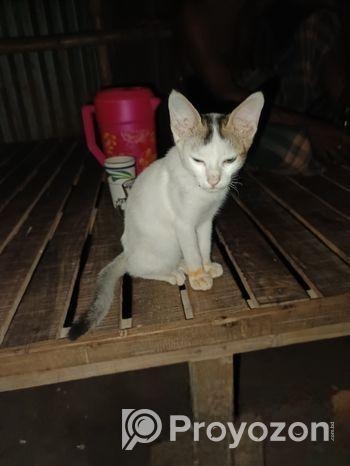 Queen Cat