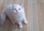 Exotic Blood Line Kitten