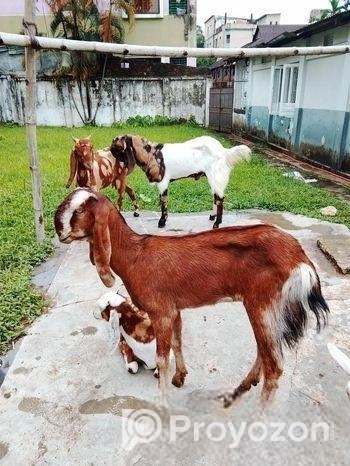 ৮টি উন্নত জাতের ছাগল
