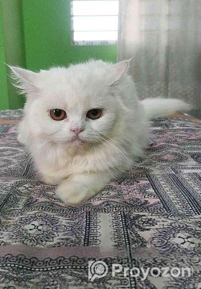 Adult female cat