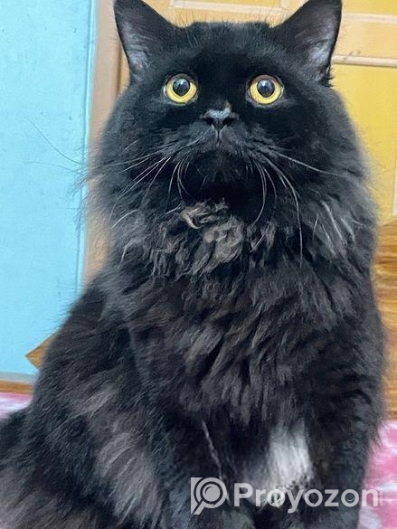 Cat Sell