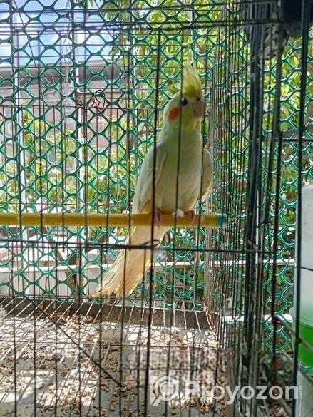 Kokatel Male