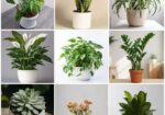 Buy Fruit, Forest & Indoor Plants Online in Bangla