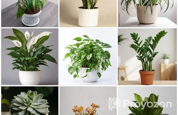 Buy Fruit, Forest & Indoor Plants Online in Bangla