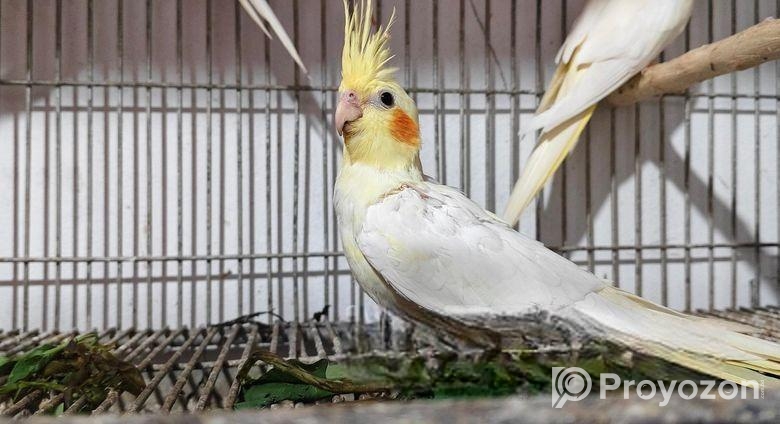 Cacatel Bird