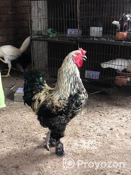 Brahma Morog