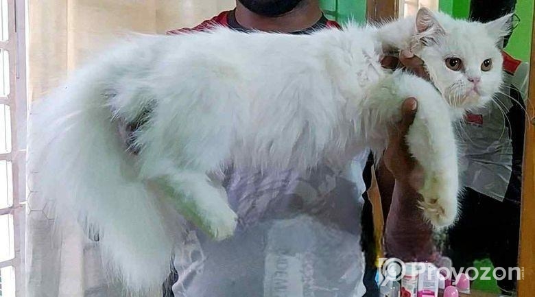 Adult female cat