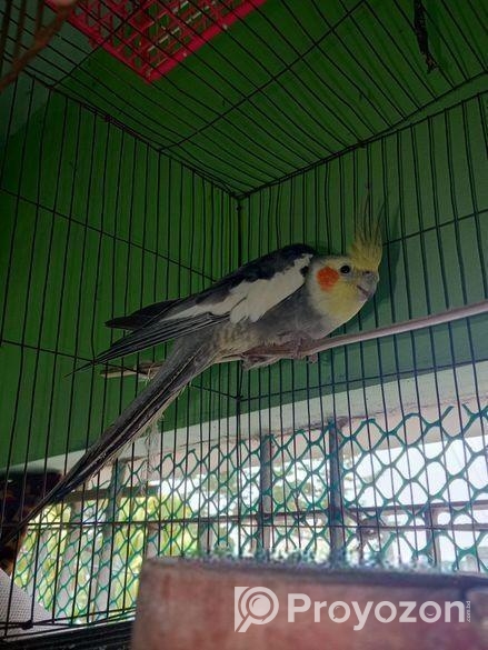 Kokatel Male