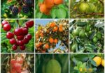 Buy Fruit, Forest & Indoor Plants Online in Bangla