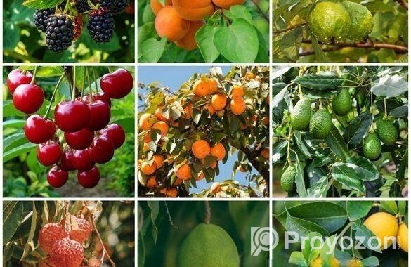 Buy Fruit, Forest & Indoor Plants Online in Bangla
