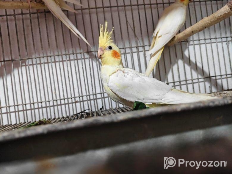 Cacatel Bird