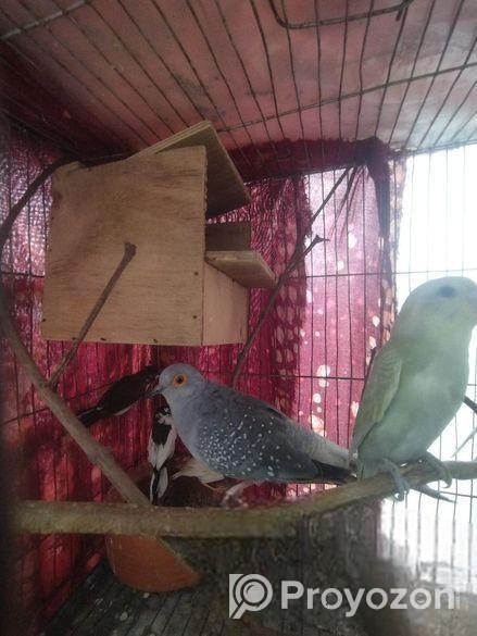 Diamond Dove Male
