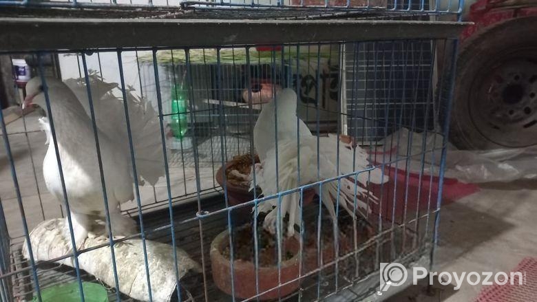 Bird sell