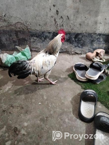 দেশী মোরগ