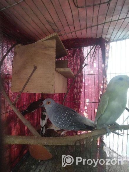 Diamond Dove Male
