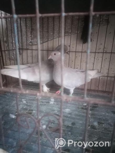 1 Jora Kobotor