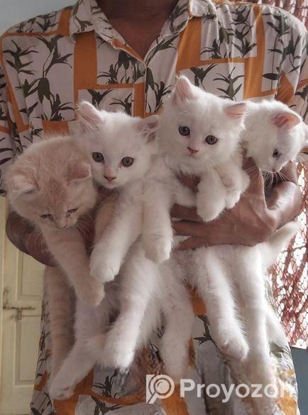 Persian cat