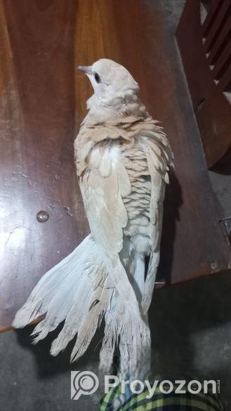 Bird sell
