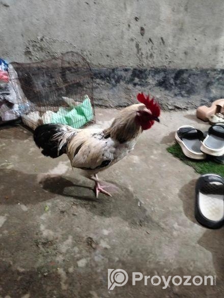 দেশী মোরগ