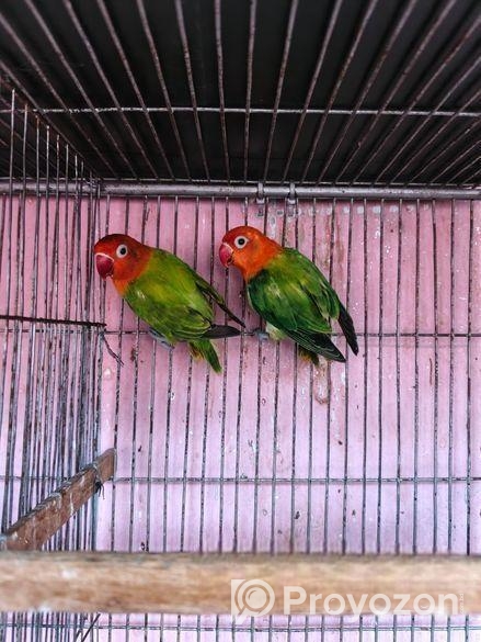 New adal Love bird