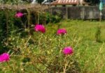 TIME FLOWER/পর্তুলিকা ফুল গাছ