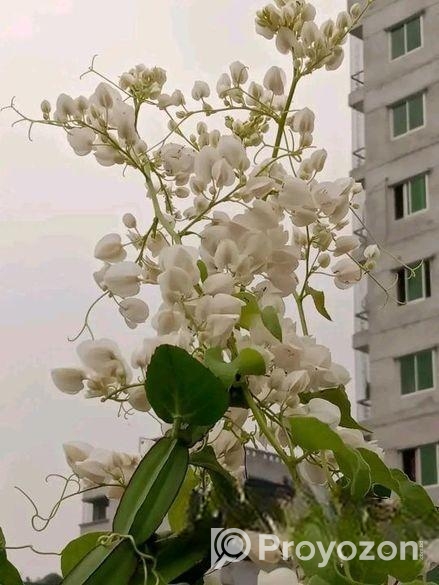 গাছের চারা
