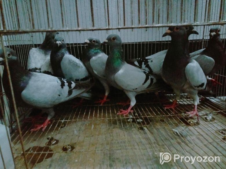Kobutor bikri