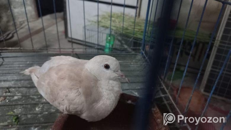 Bird sell