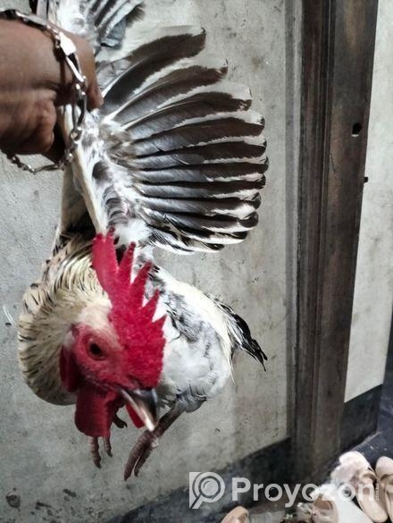 দেশী মোরগ