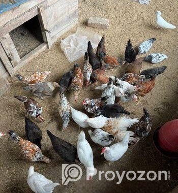 মুরগি বিক্রি হবে