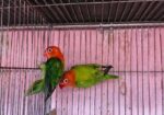 New adal Love bird