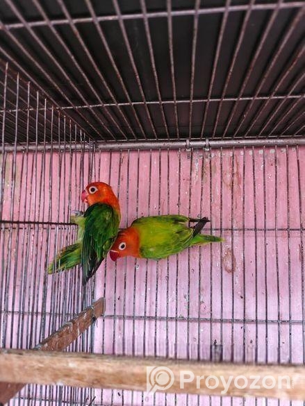 New adal Love bird