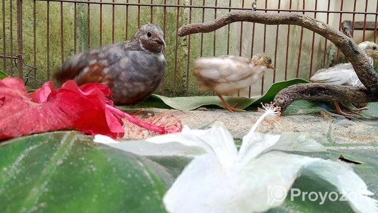 King Quail