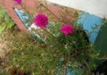 TIME FLOWER/পর্তুলিকা ফুল গাছ
