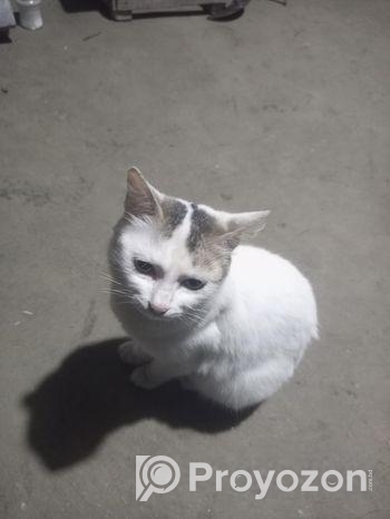 Cat For Sale